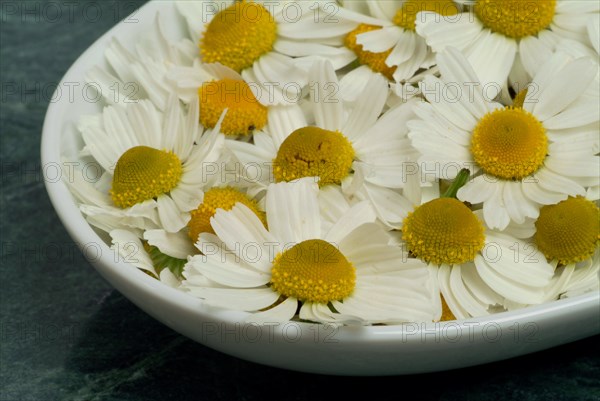 Medicinal plant Chamomile