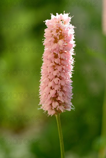 Medicinal plant Meadow knotweed