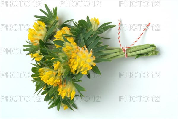 Common kidney vetch