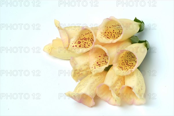 Big-flowered foxglove