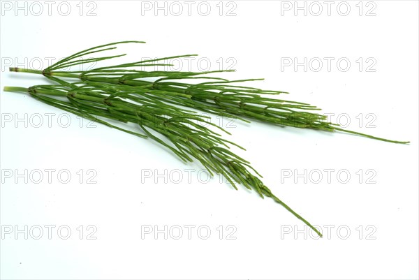 Field horsetail