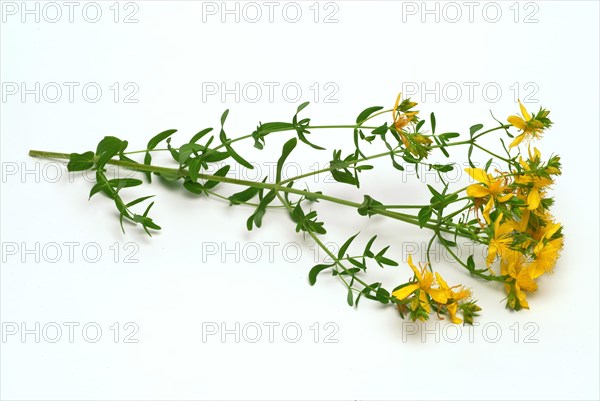 Medicinal plant St. John's wort