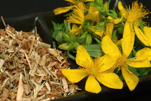 Medicinal plant St. John's wort