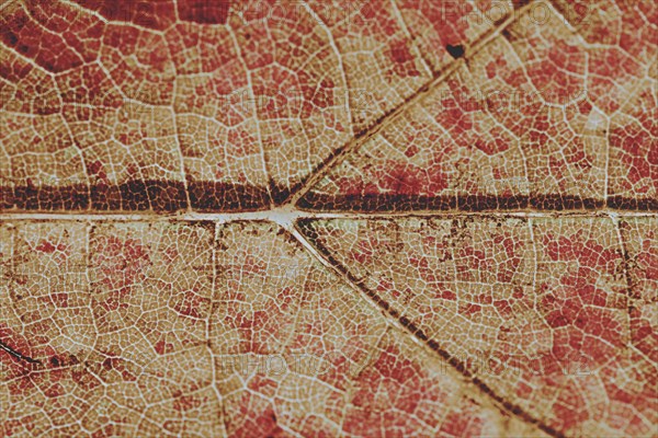 Close-up of the leaf veins and vascular bundles of a deciduous leaf