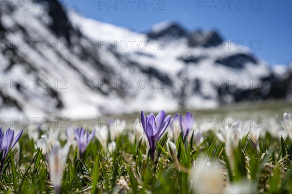 Meadow full of white and purple crocuses