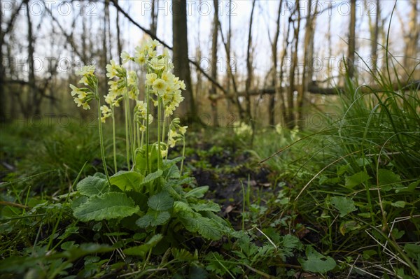 True oxlip