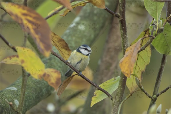 Blue tit