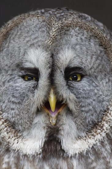 Great grey owl