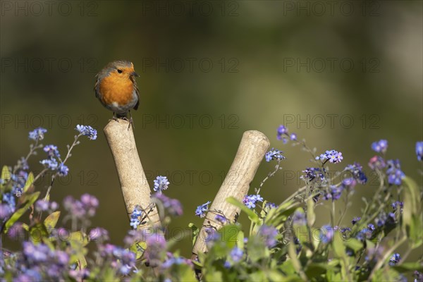 European robin