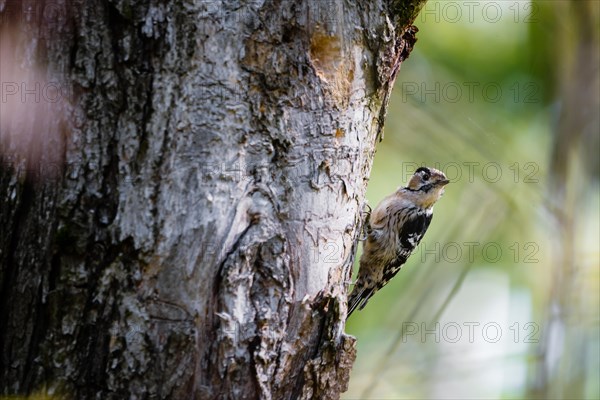 A lesser woodpecker bird