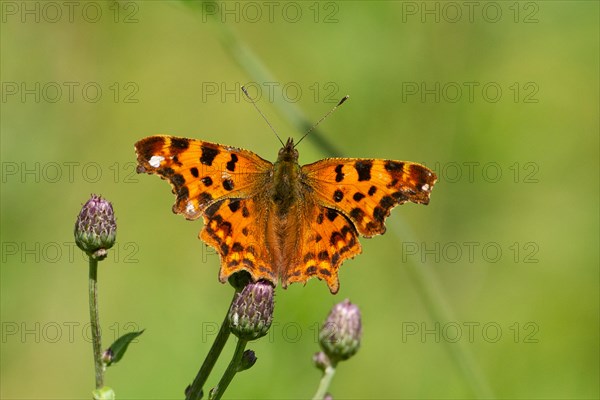 C butterfly Butterfly with open wings sitting on purple flower from behind