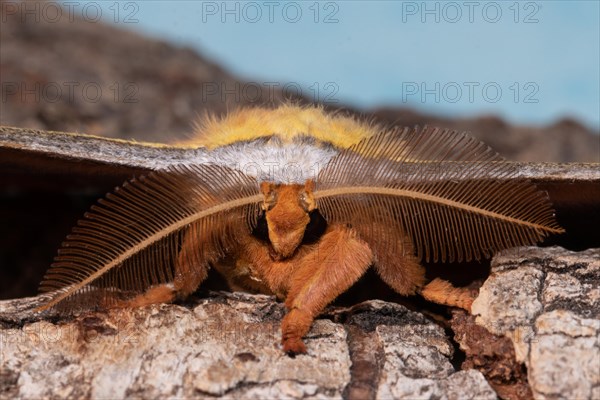 Japanese oak silk moth moth head portrait looking from the front