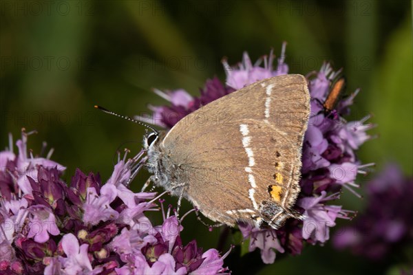 Buckthorn Fritillary butterfly butterfly with closed wings sitting on purple flowers sucking seeing left