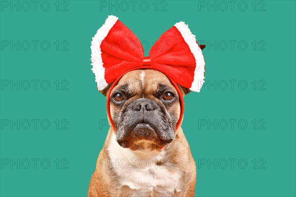 Fawn French Bulldog dog wearing big red Christmas ribbon on head on green background