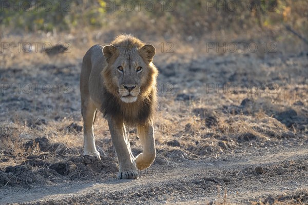 African lion