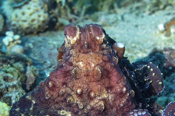 Common squid