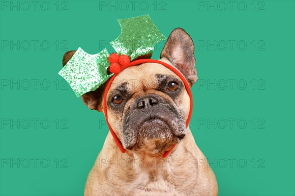 French Bulldog dog with Christmas mistletoe headband on green background