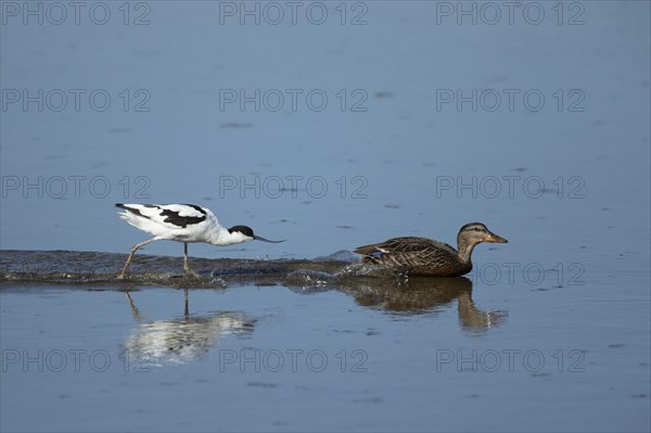 Avocet