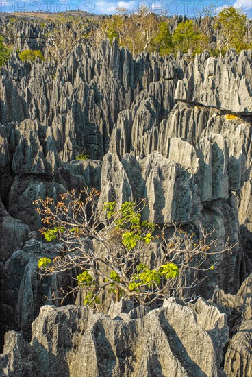 Unesco world heritage sight Tsingy de Bemaraha Strict Nature Reserve