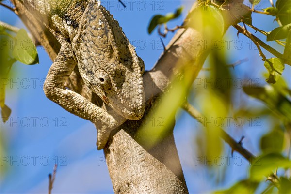 Madagascar giant chameleon