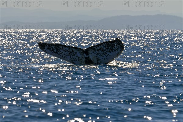 Humpback whale