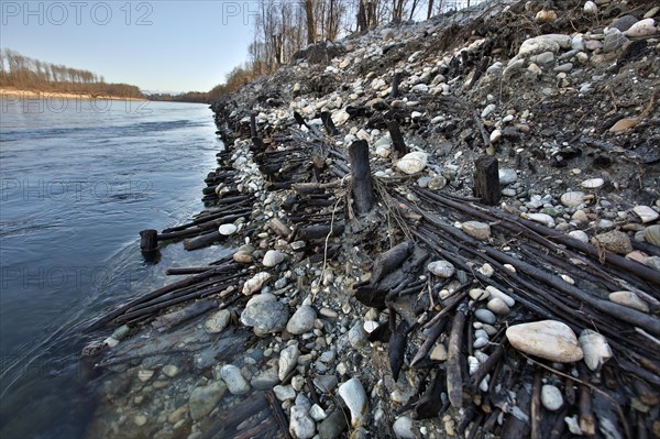 Exposed historic fascines on a river bank