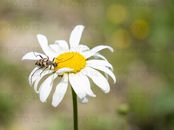 Marguerite