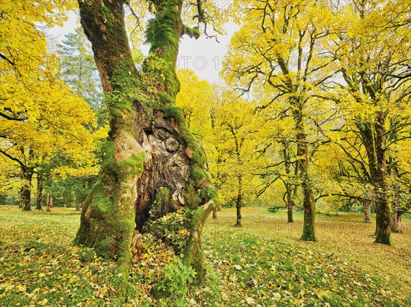 Forest of sycamore maple