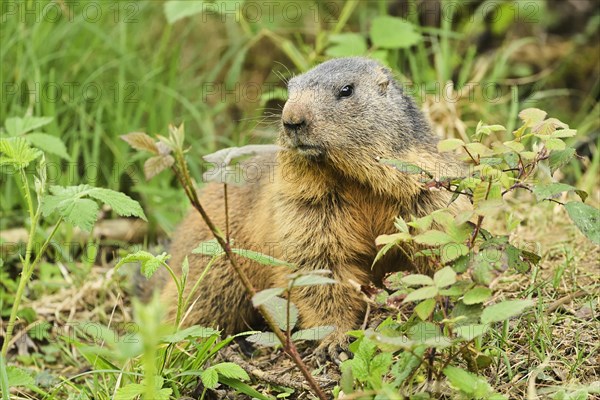 Alpine marmot