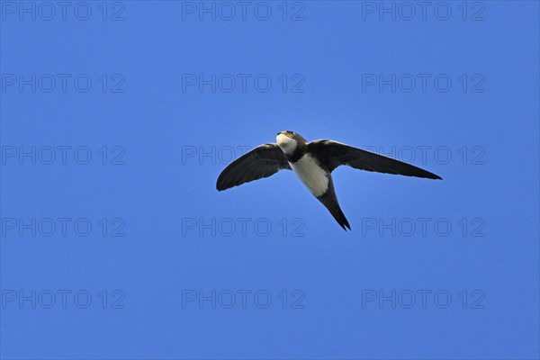 Alpine swift