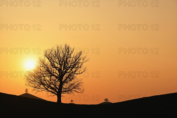 Silhouettes of an oak tree