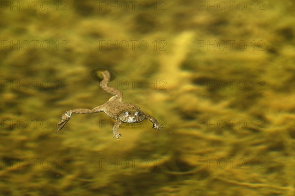 Yellow-bellied toad