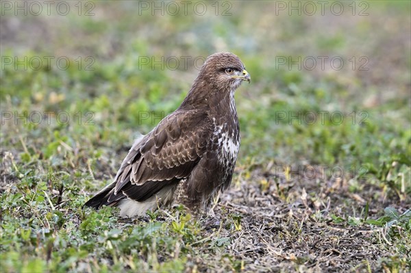 Common steppe buzzard