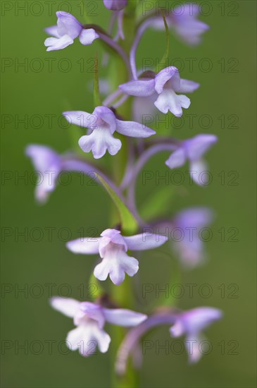 Fragrant orchid