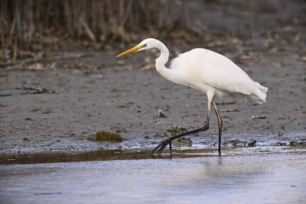 Great egret