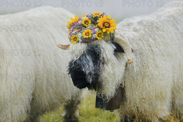 Valais black-nosed ewe