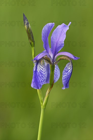 Siberian iris