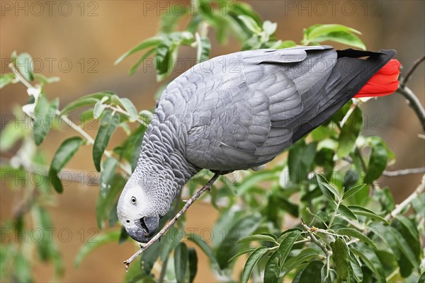 African grey parrot