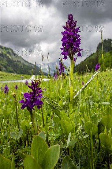 Western marsh orchid