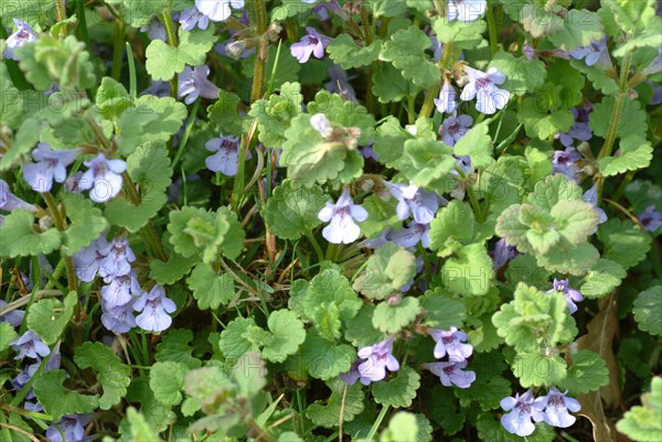 Medicinal plant Gundermann