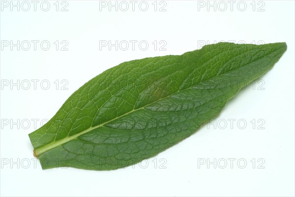 Medicinal plant common comfrey