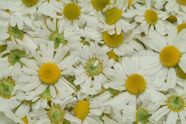 Medicinal plant Chamomile