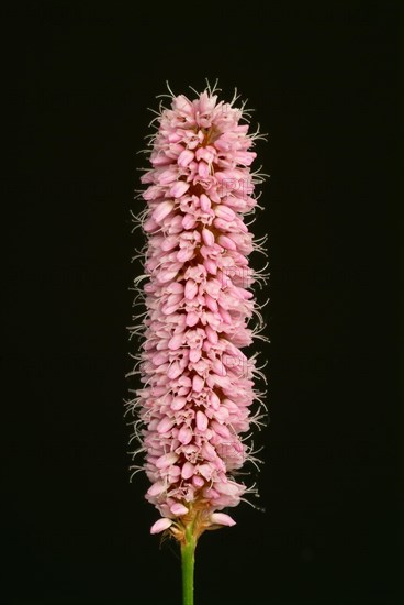 Medicinal plant Meadow knotweed