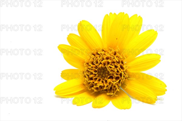 Arnica