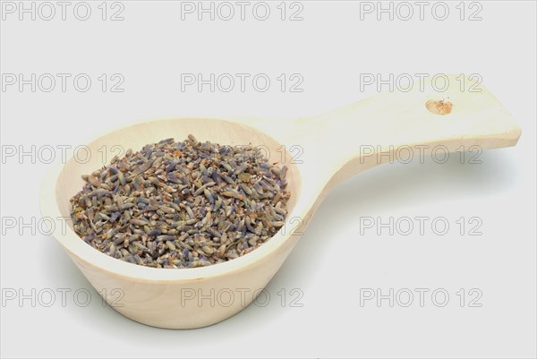 True lavender or narrow-leaved lavender