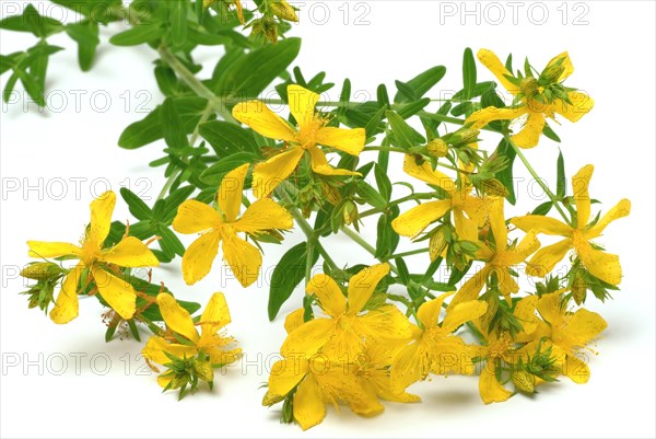 Medicinal plant St. John's wort