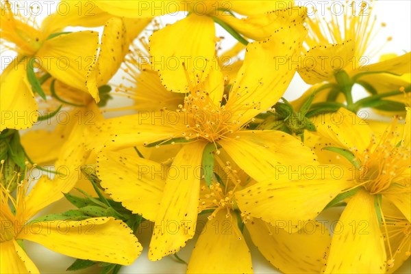 Medicinal plant St. John's wort