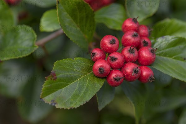 Fruits of the Whitebeam