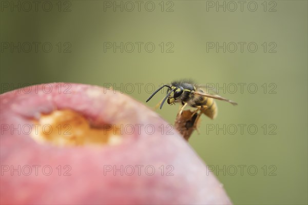 Common wasp