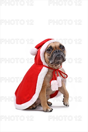 Fawn French Bulldog dog wearing a red Christmas Santa cape isolated on white background
